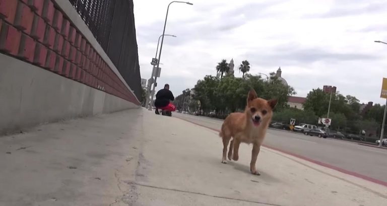 Rescuers Save Tiny Puppy From Dangerous Bridge And Unknowingly From Life-Threatening Disease
