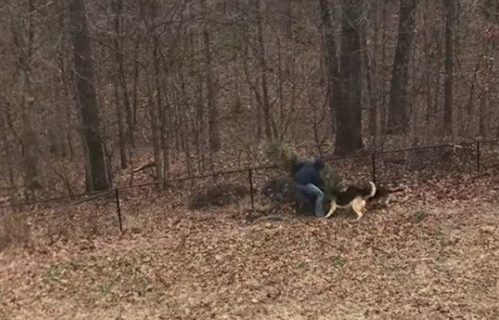 Dogs Don’t Want Dad To Throw Out The Christmas Tree