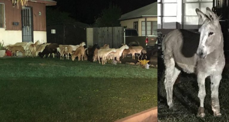 Donkey Leads Escaped Herd Of Goats And Sheep On Adventure Through Neighborhood