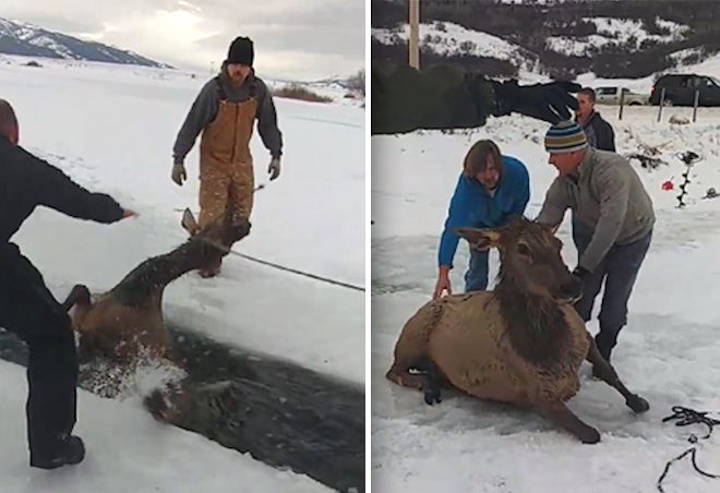 elk rescue