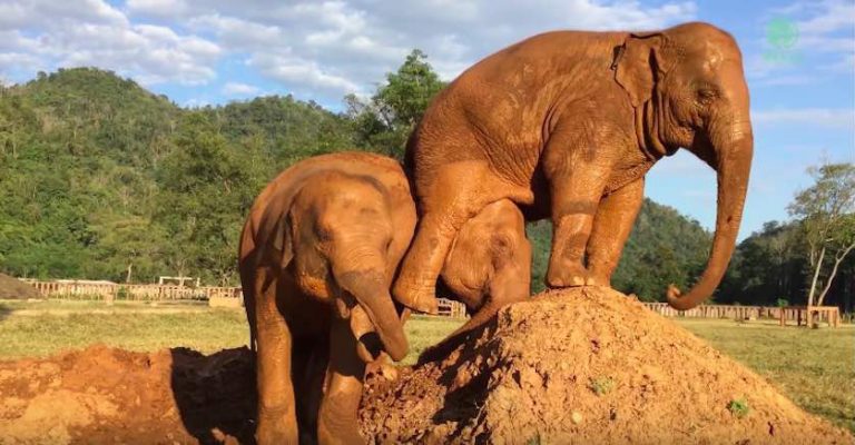 Elephant Pushed Off Mud Hill Farts On Her Friend To Teach Her A Lesson