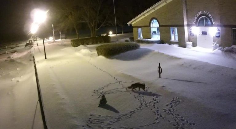 fox and owl meet