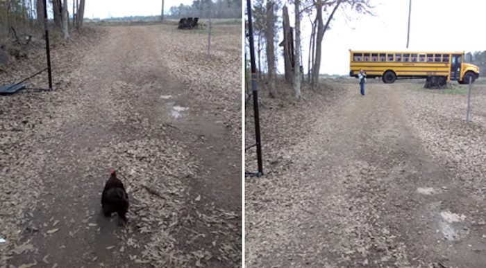 Rooster Runs As Fast As He Can To Greet Little Girl Getting Home From School