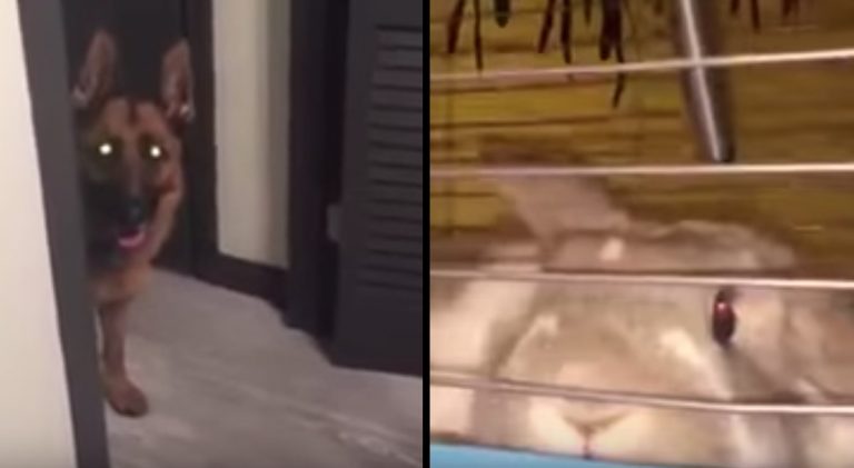 German Shepherd Insists On Saying Goodnight To Rabbit Before Going To Bed