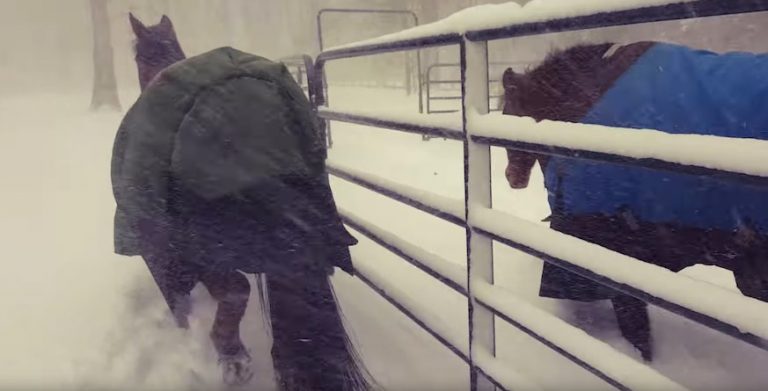 Woman Lets Horses Out To Play In The Snow, But They Have Other Ideas