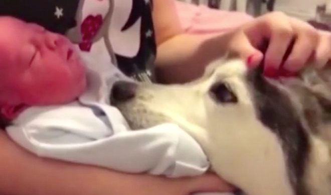 Husky Meets Newborn Baby And Falls In Love