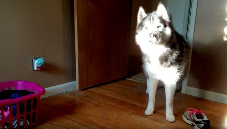 Husky Adorably Argues He Is Innocent Of Stealing His Mom’s Tennis Shoe