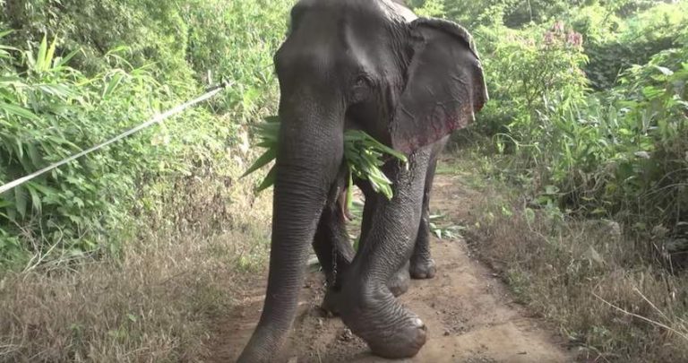 Elephant With Lame Leg Who Was Forced To Work Is Finally Free From Fear