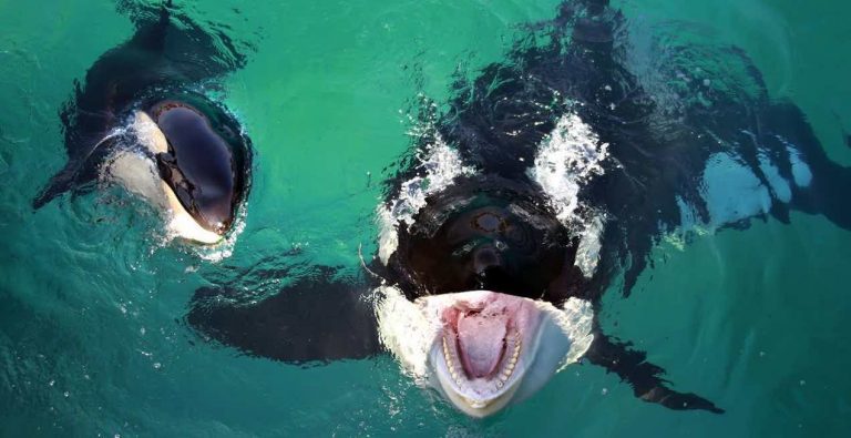 ‘Talking’ Orca Learns To Mimic Human Speech