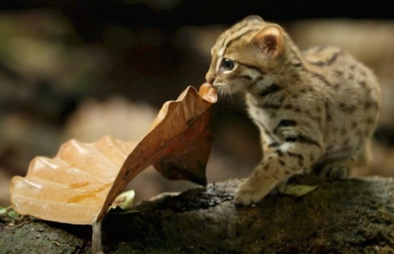 World’s Smallest Cat Can Fit In The Palm Of Your Hand And Lives In Jungle