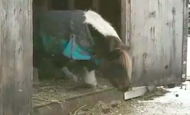 Sassy Mini Horse Has Temper Tantrum Trying To Leave Shed
