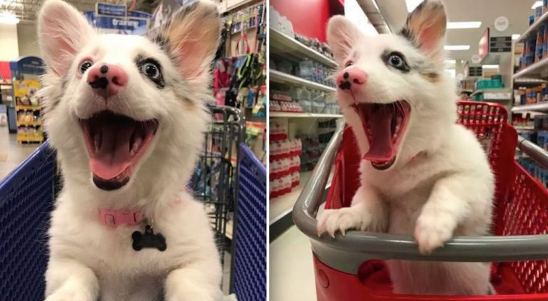 Adorable Puppy Can’t Contain Her Joy Whenever She Goes Out Shopping