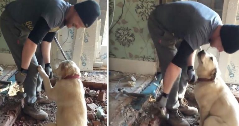 Builder Makes New Best Friend With Client’s Affectionate Dog