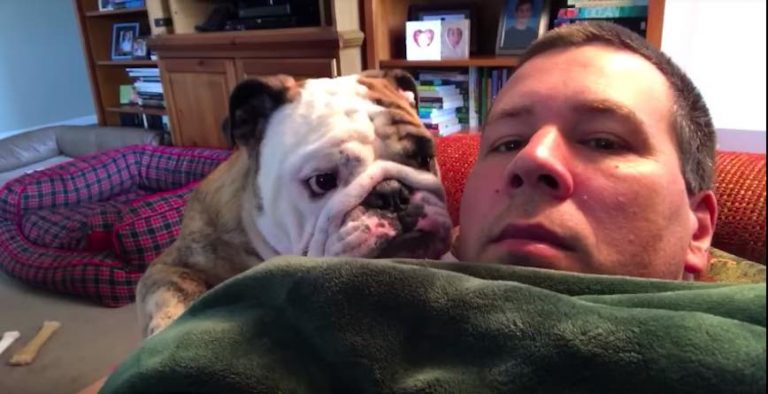 Bulldog Throws Funny Temper Tantrum When He Doesn’t Get His Way