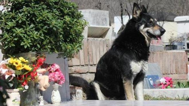Faithful Dog Dies Next To His Owner’s Grave After Living There For 11 Years