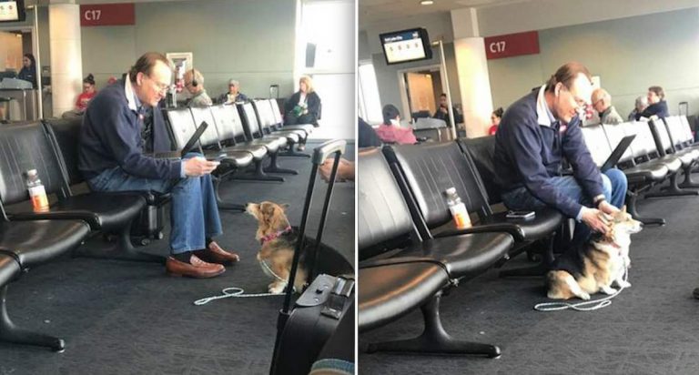 Corgi Comforts Stranger In Airport The Second She Senses He Needs A Friend