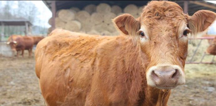 Cow’s Epic Escape On Way To Slaughterhouse Goes Viral, Earns Her Pardon
