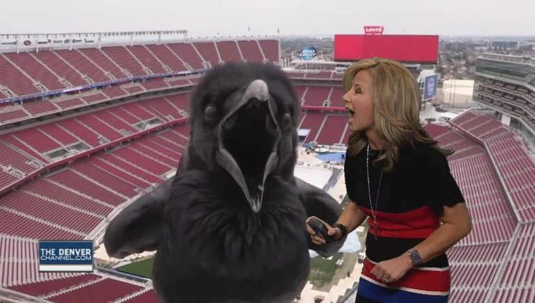 Bird Photobombs Meteorologist During Her Weather Report