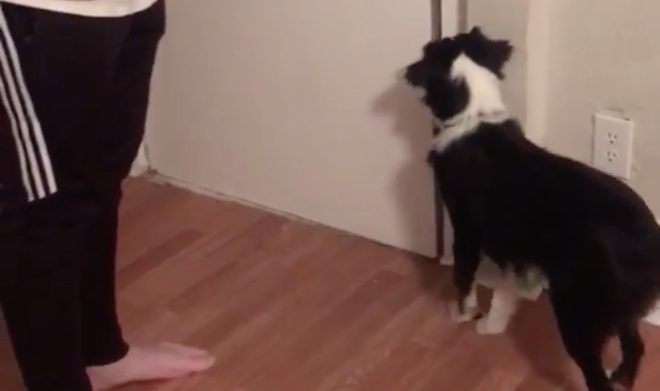 Dog Scratches On Neighbor’s Door To See If His Friend Can Come Out To Play