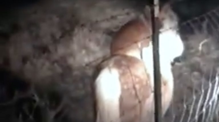 Woman Can’t Stop Laughing When She Catches ‘Someone’ Riding On Her Pony In The Dark