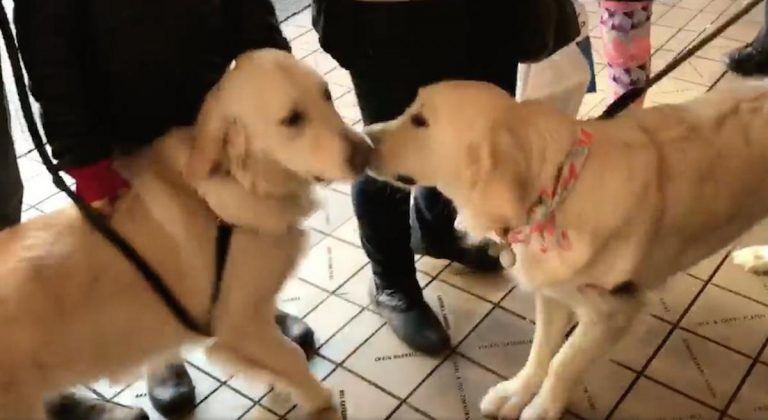 dog sisters reunite