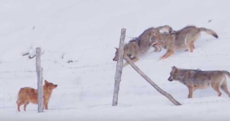 Brave Dog Escapes Pack of Hungry Wolves In Shocking Video
