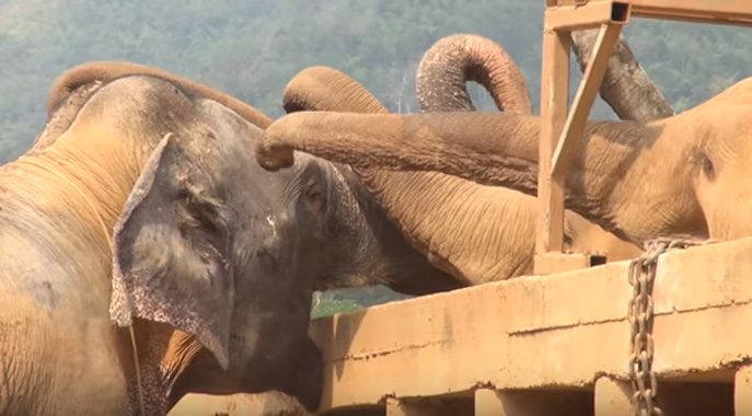 blind elephant welcomed at sanctuary