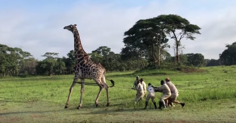Giraffe Choking On Wire Wrapped Around His Neck Tackled By Rescuers