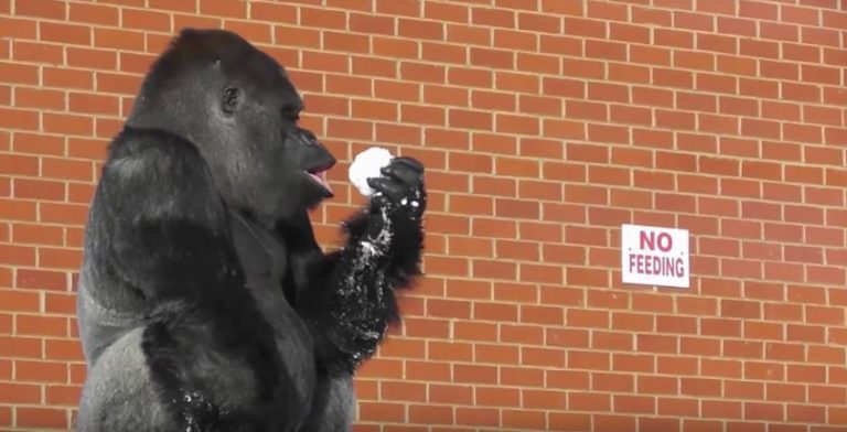 gorilla eats snowball