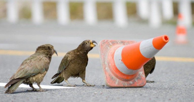 Road Workers Kept Finding Road Cones Knocked Over, Cheeky Wild Birds To Blame