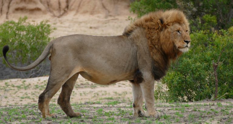 Trophy Hunter Killed While Preparing To Shoot Lion