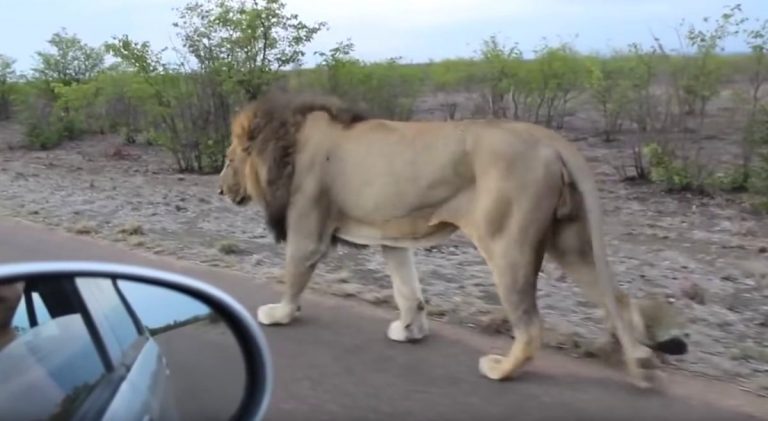 Man Learns Lesson To Never Tease A Lion