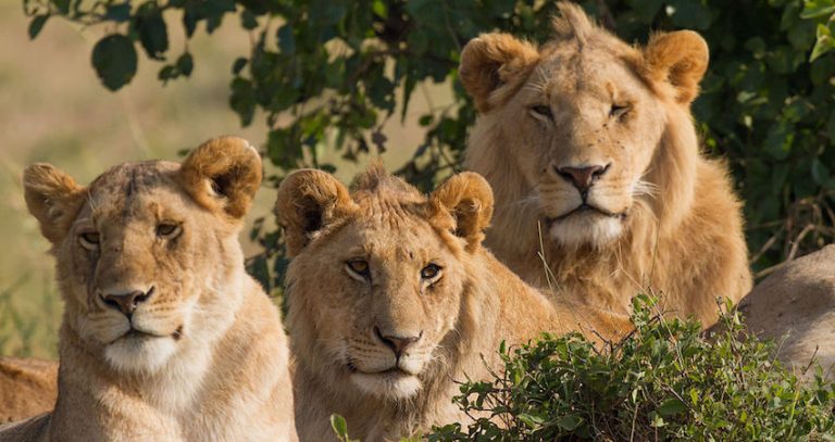 Suspected Poacher Eaten By Lions