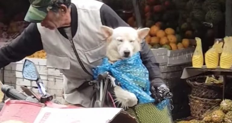 Elderly Man Makes Sure His Beloved Dog Doesn’t Get Wet In The Rain