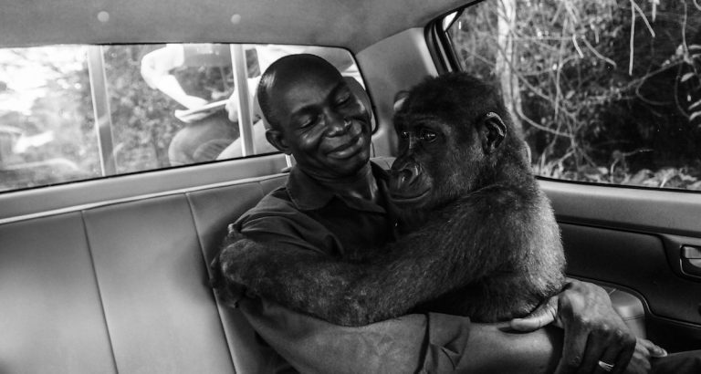 Gorilla Hugging Man Who Saved Her Life Photo Wins Wildlife Photographer of the Year Award