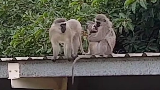 young monkey reunites with family