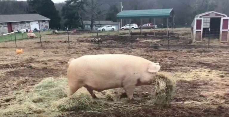 Pig Makes Sure To Bring Lunch To His Sick Brother Before He Himself Eats