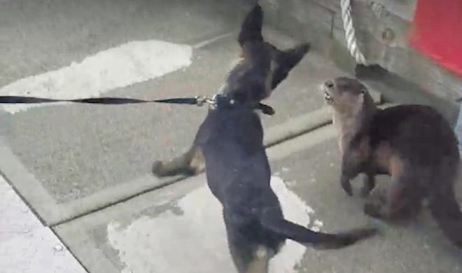 Puppy Makes A New Friend When Otter Appears On Dock