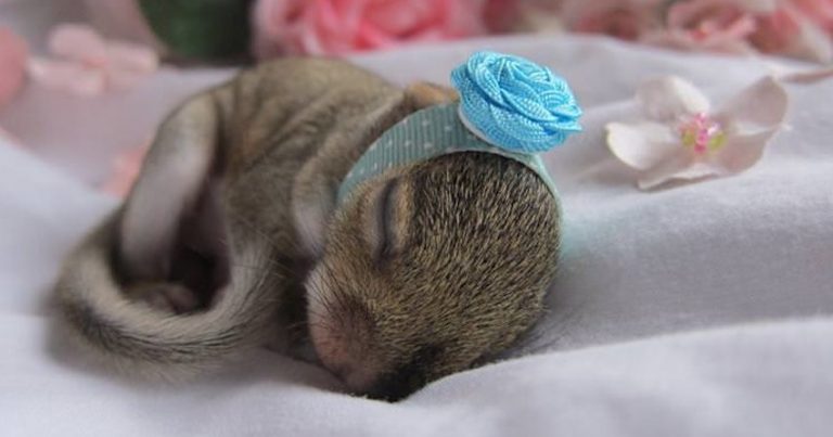 Rescued Baby Squirrel Gets His Very Own Newborn Baby Photoshoot