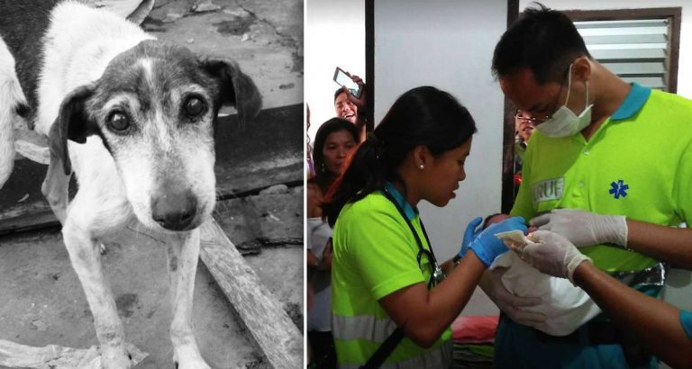 stray dog saves baby
