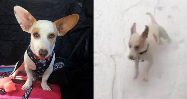 Puerto Rico Rescue Dog Goes Bonkers The First Time He Sees Snow
