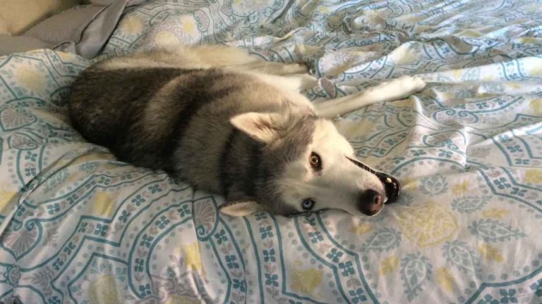 dog protests getting off bed