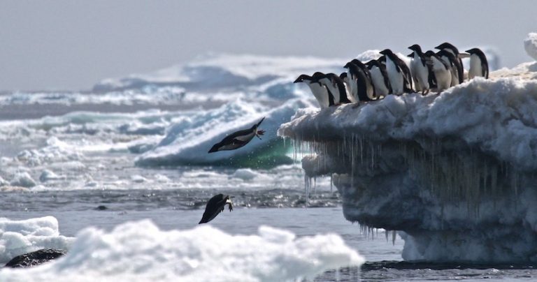 penguin colony discovered