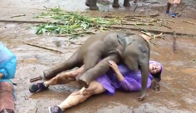 Woman Has ‘Happiest Moment Of Her Life’ When Baby Elephant Snuggles Her