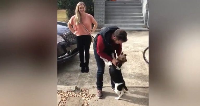 Beagle Goes Crazy With Happiness When Reunited With His Dad After 18 Months