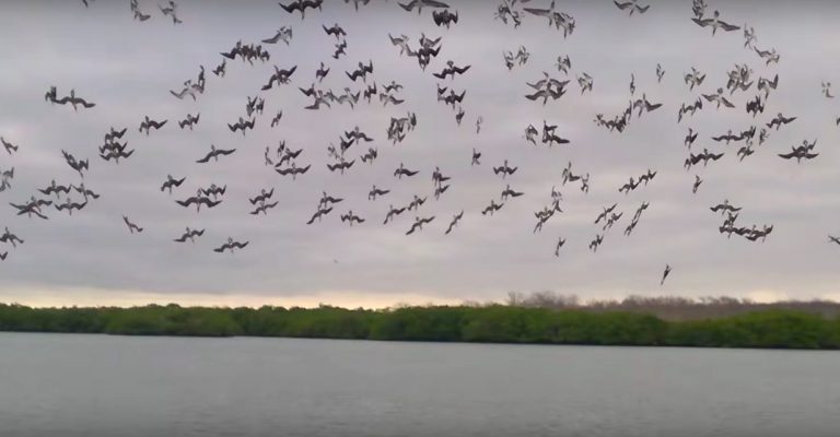 Flock Of Blue-footed Boobies Plunge Into Water In Unison With Eye-Catching Dive