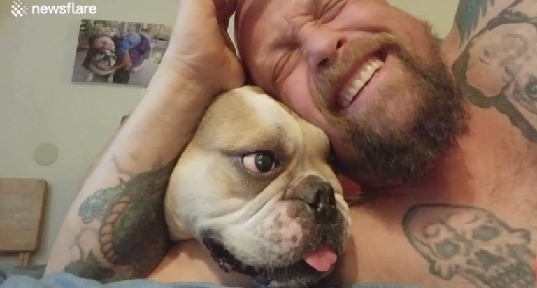 Adorable Bulldog’s Funny Antics Makes His Dad Laugh Nonstop