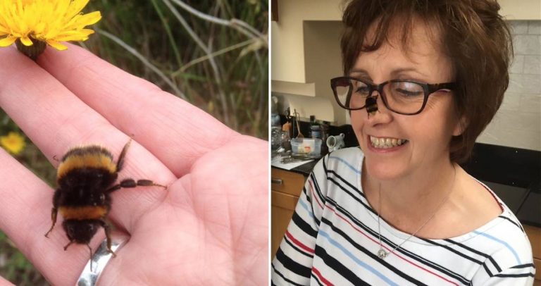 Woman Rescues Bumblebee Queen And Forms An Incredible Bond With Her