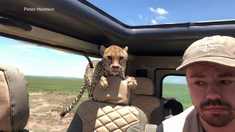 Cheetah Jumps Into Man’s Jeep During Safari And Gives Him The Scare Of His Life