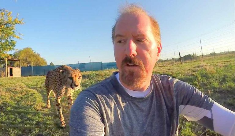 cheetah sneaks up on man